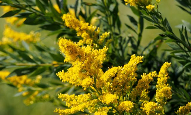 【北九州のイベント】科学の目シリーズ「セイタカアワダチソウ」 (小倉北区)