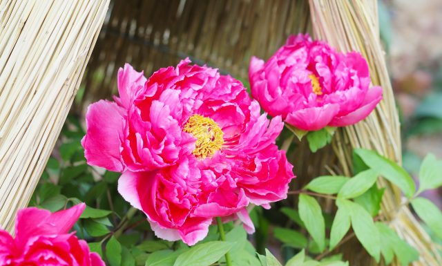 【北九州のイベント】白野江植物公園「スタッフと歩くふれあい公園さんぽ」(門司区)