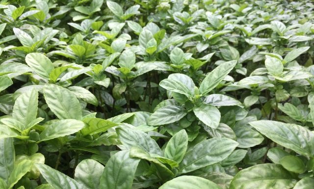 【北九州のイベント】山田緑地科学の目シリーズ「植物の力~色~」 (小倉北区)