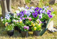 【北九州のイベント】白野江植物公園 うっちー先生の植物講座「冬もたのしみたい 春待ちガーデニング」(門司区)