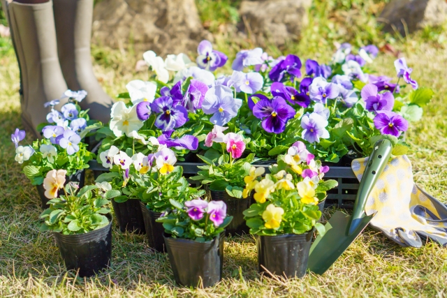 パンジー ガーデニング