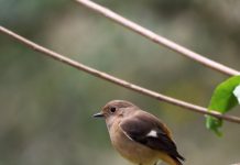 【北九州のイベント】(12/11申込締切) 野鳥観察「冬時季の野鳥に会いに行きましょう-案内人と歩く野鳥の森-」(八幡東区)