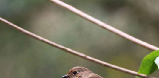 【北九州のイベント】(12/11申込締切) 野鳥観察「冬時季の野鳥に会いに行きましょう-案内人と歩く野鳥の森-」(八幡東区)
