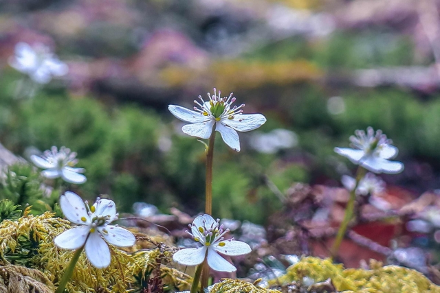 梅花黄蓮 バイカオウレン