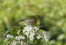【北九州のイベント】(2/26申込締切) 植物観察会「春を呼ぶ早咲きの花々」(八幡東区)