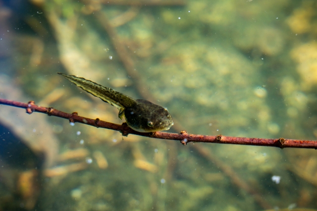 おたまじゃくし