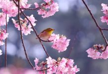 【北九州のイベント】(3/29申込締切) 健康登山「帆柱山系のサクラめぐり」(八幡東区)