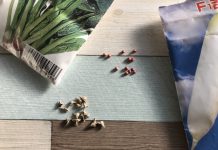 【北九州のイベント】うっちー先生の植物講座「春を撒こう!タネまきの楽しみ、育てるよろこび」(門司区)